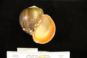 Media type: image; Malacology 141905